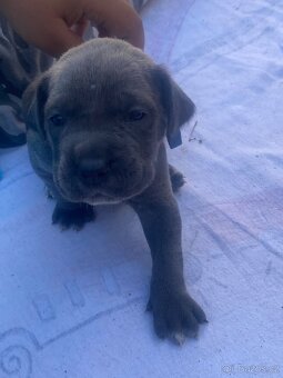 Cane corso rezervaci - 5