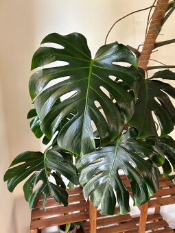 Velká monstera - 5