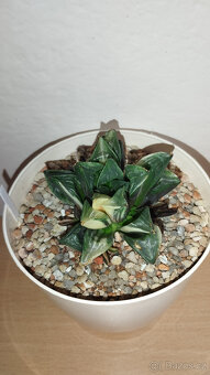 Haworthia Retusa variegated ( sukulent ) - 5
