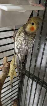 Korela chocholatá - 5