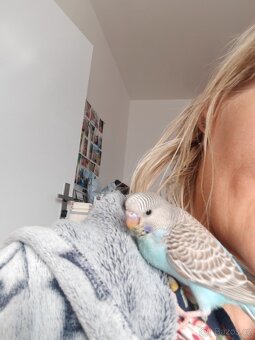 Andulka vlnkovaná - ručně dokrmená - 5