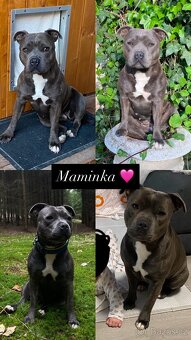 Stafordšírský bulteriér - 5