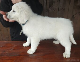 Slovenský čuvač - 5