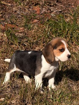 Bígl trikolor - štěňátka - 5