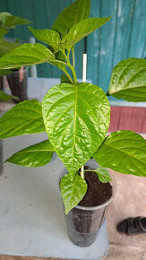 Chilli semínka 7 druhů, Car.Reaper,Trin. Scorp. Moruga a jin - 5
