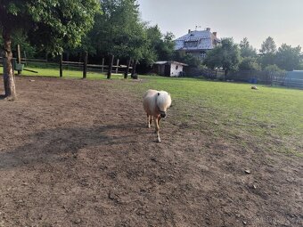 Minishetland pony - 5