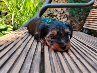 🐾 Yorkshire teriér štěňátka – holčička a chlapeček - 5