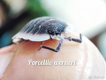 ❤️Obrovská sbírka isopod - 5