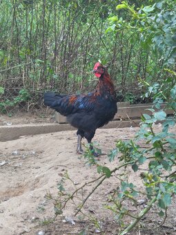 Marans kohouti - 5