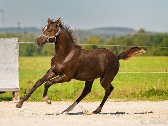 Klisna, hříbě  odstávče - 5