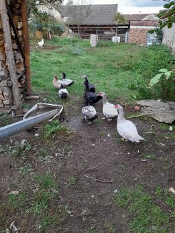 Kachny pižmovky do chovu - 5