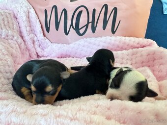 Jorkširský teriér-1x volná💕-mini fenečky - 5