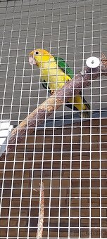 1.1. Žako Kongo,1.1.Pap.Senegálský,Amazonek Bělobřichý - 5