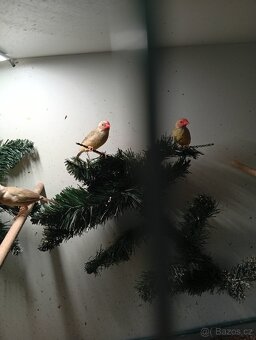 Astrild rakosní, rakosnik - 5