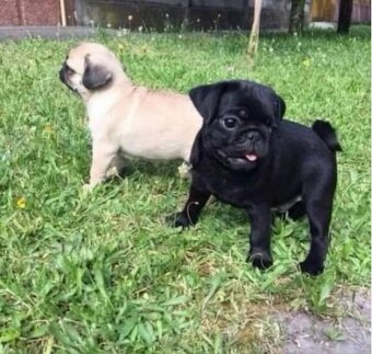 Mops štěňátka na prodej - 5