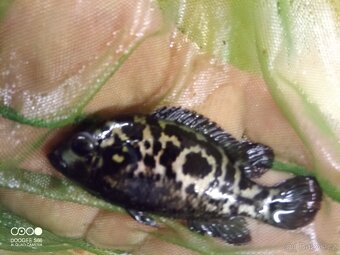 Vieja argentea, Nandopsis tetracanthus, Astronotus ocellatus - 5