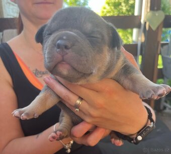 Štěňátko American Bully - 5