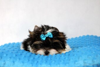 biewer yorkshire terrier s PP- Ginno - 5