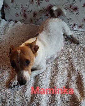 Jack Russell teriér, dvě štěňátka,chlapečci - 5