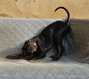 Louisianský leopardí pes - 5