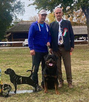 Rottweiler s PP (FCI) - 5