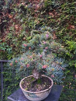 Bonsai Borovice - 5