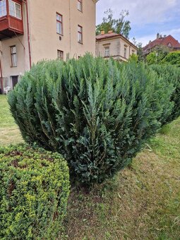 Rozdílné thuje, japonské vrby a buxus - 5