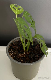 Monstera Adansonii Monkey Mask - 5