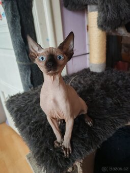 Sphynx - 5