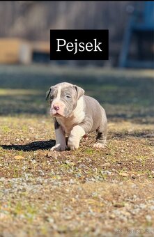 Americký stafordšírský teriér - 5