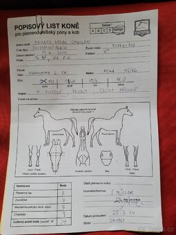 Valach Welsh part bred - 5