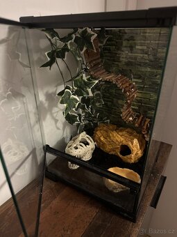 Pagekon Řasnatý - 5