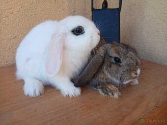 Zakrslý beránek - 5