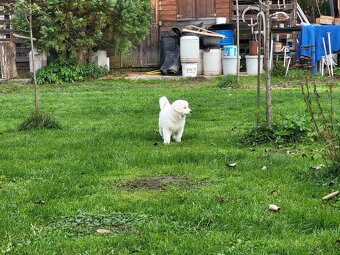 Slovenský čuvač - 5