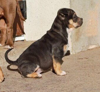 American bully pocket / sharpei - 5