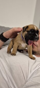 NĚMECKÝ BOXER ŠTĚŇATA narozená 31.10.2025 - 5