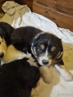 Australský ovčák – štěňata bez PP po rodičích s PP - 5