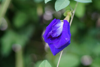 Objektív Fujian 35mm f/1.6 - 5