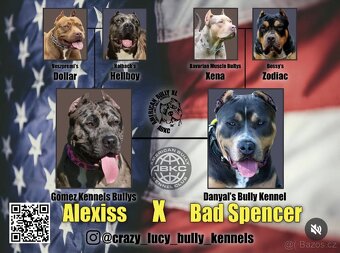 American bully xl štěně - 5