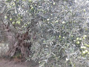 Panenský olivový olej - 5