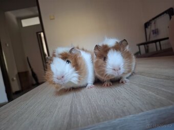 Morčátka (samičky) - 5