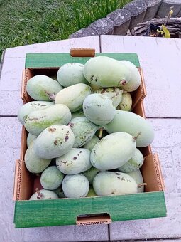 Asimína triloba-semena - 5