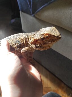 Agama vousatá - 5