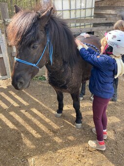 Pony valach 4 roky - 5