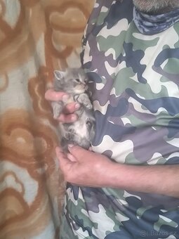 Mainská mývalí koťata po čistokrevných předcích - 5