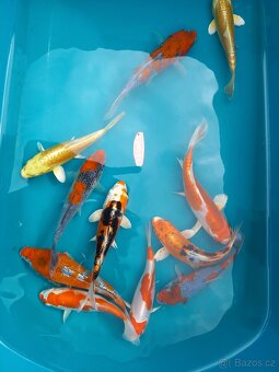 KOI KAPR. - 5