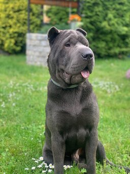 Sharpei bez PP ke krytí - 5