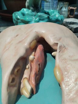 Anatomický model prasečí rypák 60 léta 20 století - 5