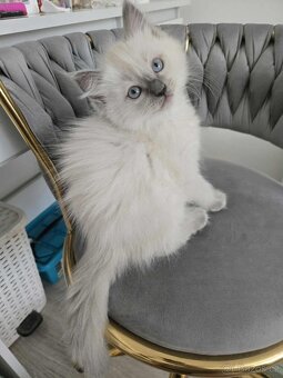 Ragdoll koťatka blue lynx - 5