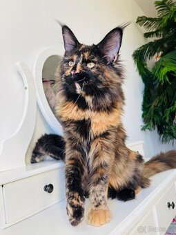 Mainská mývalí s pp - 5